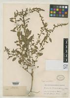 Filed as Amaranthus chihuahuensis Watson, S. 1886 [family AMARANTHACEAE]