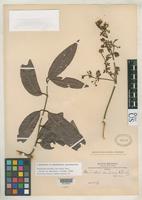 Isotype of Banisteria cinerea Rusby, H.H. 1907 [family MALPIGHIACEAE]