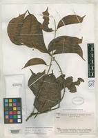 Isotype of Banisteriopsis krukoffii Gates, B. 1982 [family MALPIGHIACEAE]