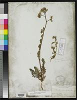 Isotype of Phacelia crenulata Torrey, J. 1871 [family HYDROPHYLLACEAE]