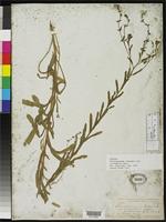 Syntype of Echinospermum redowskii var. occidentale Watson, S. 1871 [family BORAGINACEAE]