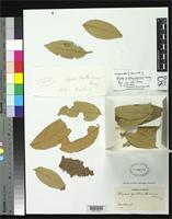 Isotype of Styrax pentlandianus Remy, E.J. 1847 [family STYRACACEAE]