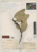 Isotype of Nesoluma st.-johnianum Lam, H.J. & Meeuse, B.J.D. 1938 [family SAPOTACEAE]