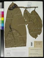 Isotype of Eschweilera sclerophylla Cuatrecasas, J. 1951 [family LECYTHIDACEAE]