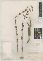 Isotype of Penstemon floridus Brandegee, T.S. 1899 [family SCROPHULARIACEAE]