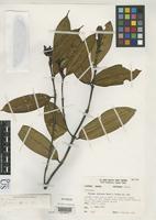 Isotype of Faramea jefensis Dwyer, J.D. & Hayden, F.V. 1967 [family RUBIACEAE]