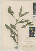 Holotype of Faramea scalaris Standley, P.C. 1916 [family RUBIACEAE]
