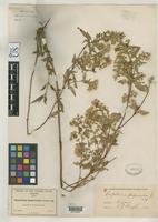 Filed as Eupatorium pauperculum Gray, A. 1882 [family ASTERACEAE]