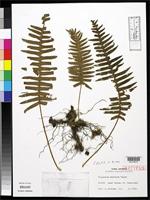Isotype of Polypodium amamianum Tagawa, M. 1949 [family POLYPODIACEAE]