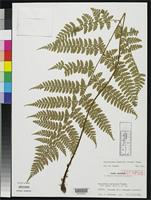 Isotype of Dryopteris psilosora Tagawa, M. 1933 [family DRYOPTERIDACEAE]