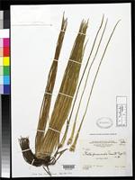 Holotype of Isoetes panamensis Maxon, W.R. & Morton, C.V. 1939 [family ISOETACEAE]