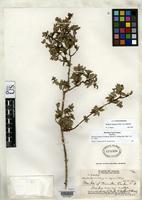 Isotype of Hedyotis degeneri var. degeneri Fosberg, F.R. 1943 [family RUBIACEAE]