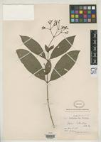 Isotype of Ixora heterodoxa Mueller Argoviensis, J. 1875 [family RUBIACEAE]