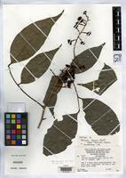 Isotype of Matayba longipes subsp. tepuiensis Steyermark, J.A. 1988 [family SAPINDACEAE]
