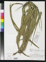 Isotype of Butia purpurascens Glassman, S.F. 1979 [family ARECACEAE]