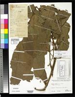 Isotype of Aglaia parksii Smith, A.C. 1943 [family MELIACEAE]