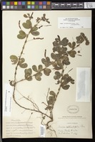 Filed as Chamaecrista rotundifolia (Pers.) Greene variety rotundifolia [family FABACEAE]