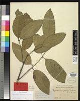 Isosyntype of Aphania boerlagei Valeton, T. 1906 [family SAPINDACEAE]