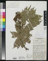 Isotype of Sarcopteryx caudata Welzen, P.C. van 1991 [family SAPINDACEAE]