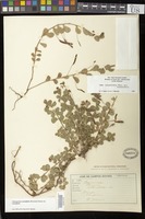 Filed as Chamaecrista rotundifolia (Pers.) Greene variety rotundifolia [family FABACEAE]