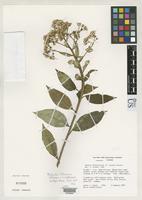 Holotype of Pentacalia luteynorum Robinson, H. & Cuatrecasas, J. 1993 [family ASTERACEAE]