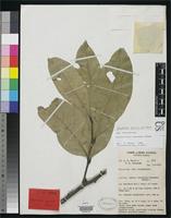 Isotype of Rhysotoechia applanata Etman, B. 1994 [family SAPINDACEAE]