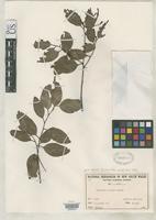 Isotype of Eucalyptus jensenii Maiden, J.H. 1922 [family MYRTACEAE]