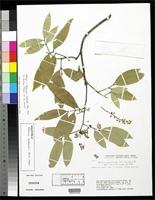 Holotype of Melicoccus aymardii Acevedo-Rodriguez, P. 2003 [family SAPINDACEAE]