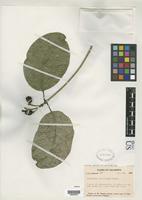 Isotype of Coussarea macrocalyx Standley, P.C. 1936 [family RUBIACEAE]