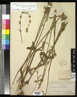 Isosyntype of Froelichia lanata var. procera Seubert, M.A. 1875 [family AMARANTHACEAE]