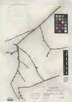 Isotype of Tricalysia schliebenii Robbrecht, E. 1987. [family RUBIACEAE]