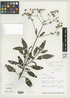 Holotype of Holoschkuhria tetramera Robinson, H. 2002. [family ASTERACEAE]