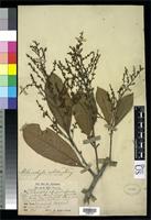 Isosyntype of Melanochyla nitida King, G. 1896 [family ANACARDIACEAE]