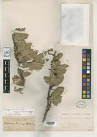 Isosyntype of Quebrachia morongii Britton, N.L. 1892 [family ANACARDIACEAE]