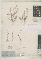 Filed as Galium virgatum var. diffusum Gray, A. 1852 [family RUBIACEAE]