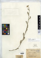 Isotype of Cardamine multijuga Franchet, A. R. 1886 [family BRASSICACEAE]