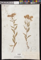 Erigeron subtrinervis Rydb. ex Porter & Britton [family ASTERACEAE]