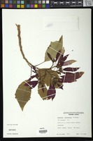 Filed as Euphorbia pulcherrima Willd. ex Klotzsch [family EUPHORBIACEAE]
