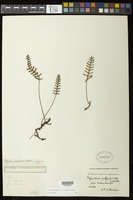 Pleopeltis polypodioides (L.) E.G. Andrews & Windham [family POLYPODIACEAE]