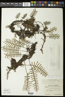 Pleopeltis polypodioides (L.) E.G. Andrews & Windham [family POLYPODIACEAE]