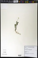 Viola primulifolia subspecies occidentalis (A. Gray) McKinney & Little [family VIOLACEAE]
