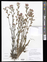 Castilleja coccinea (L.) Spreng. [family SCROPHULARIACEAE (OROBANCHACEAE)]