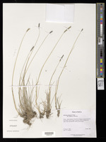 Hordeum muticum J. Presl [family POACEAE]