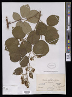 Rubus vestitus Weihe [family ROSACEAE]