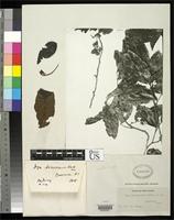 Filed as Inga dominicensis Bentham, G. 1875 [family FABACEAE]