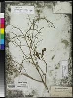 Isolectotype of Terminalia riedelii Eichler, A.W. 1867 [family COMBRETACEAE]
