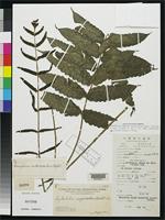 Isotype of Campium subcordatum Copeland, E.B. 1928 [family LOMARIOPSIDACEAE]