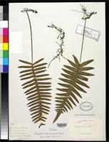 Filed as Polypodium formosanum Baker, J.G. 1885 [family POLYPODIACEAE]