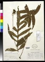 Filed as Grammitis decurrens Wallich, N. 1827 [family POLYPODIACEAE]