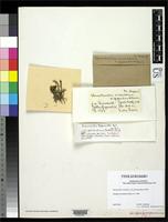 Isotype of Stereocaulon rivulorum var. groenlandicum Dahl, E. 1950 [family PERTUSARIACEAE]